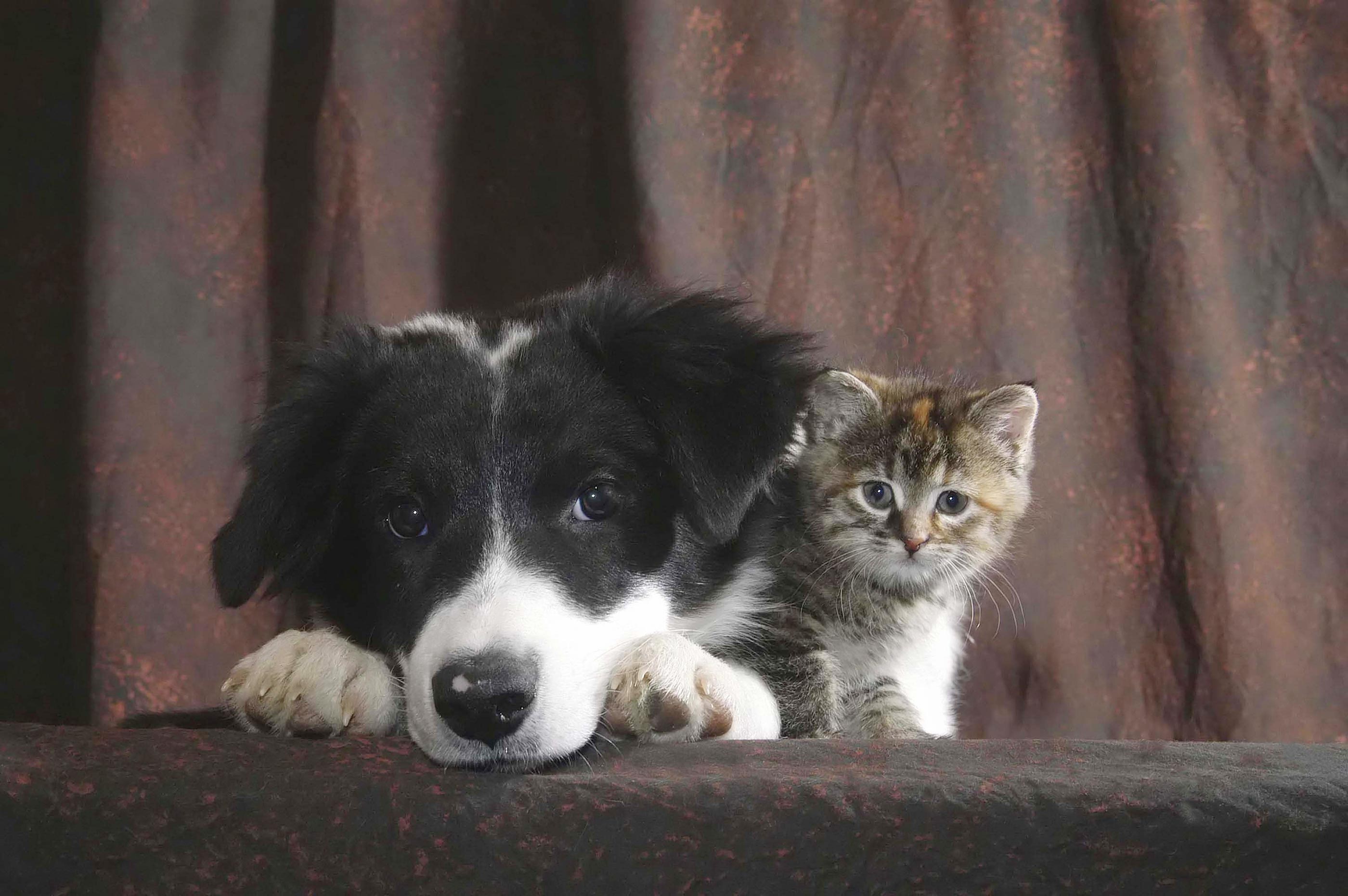Dog and cat