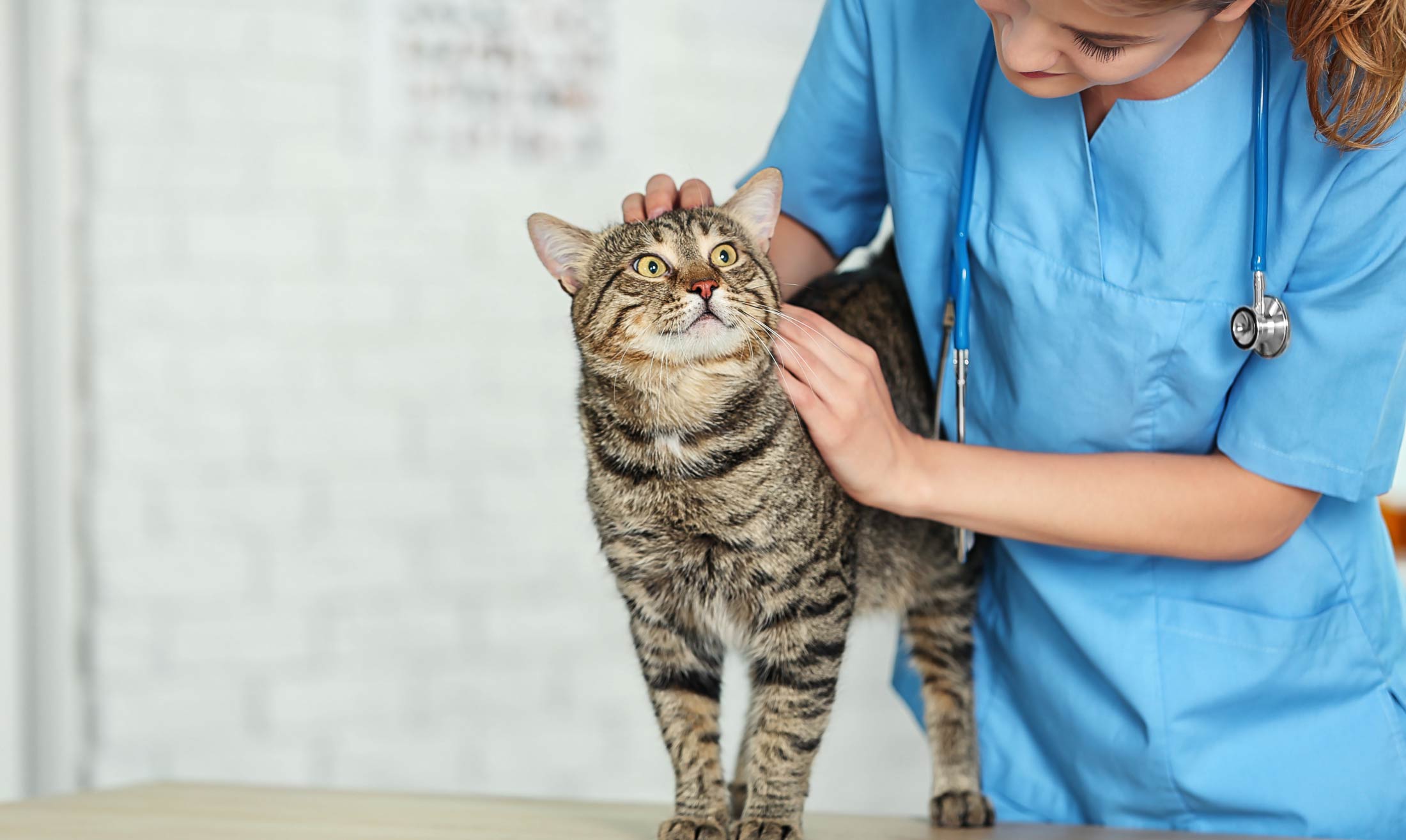 Veterinary with cat