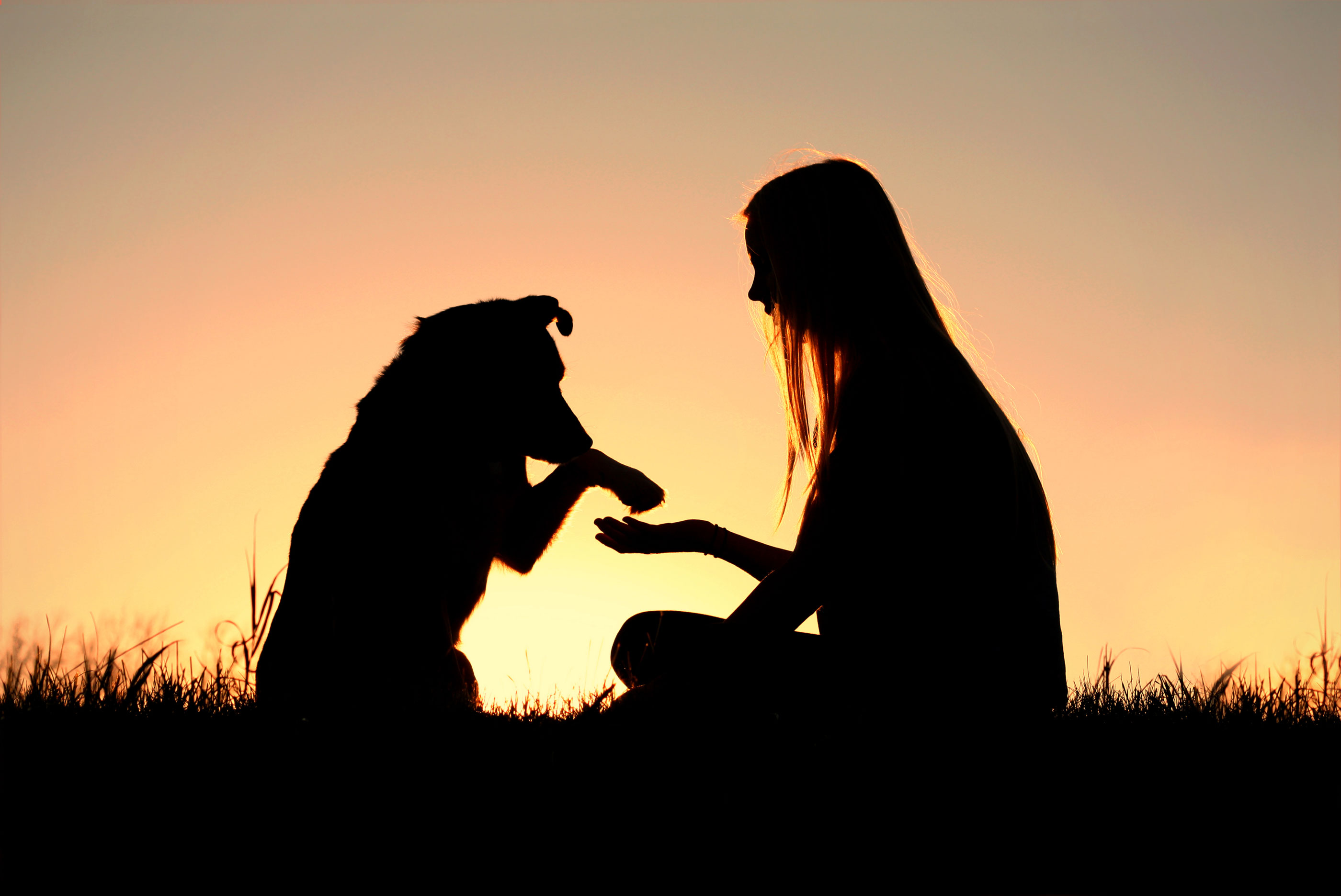 Dog and human playing