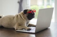 Are You an Amazon Shopper? Are You an Amazon Shopper?