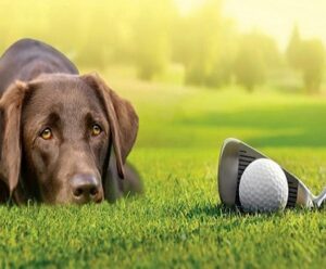 Dog-friendly-golfing-in-the-UK
