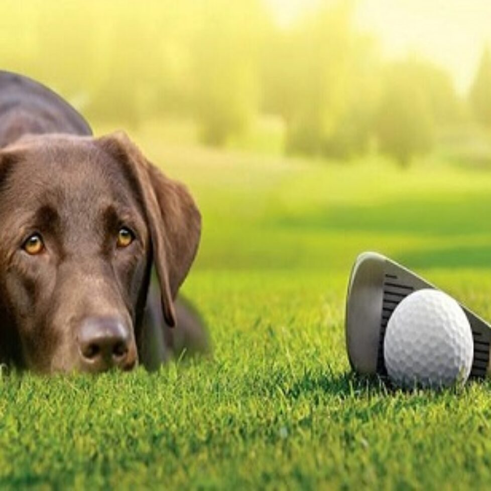 Dog-friendly-golfing-in-the-UK