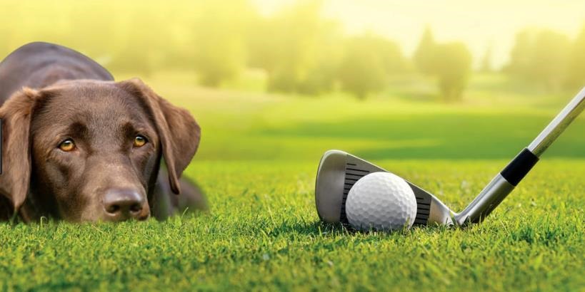 Dog-friendly-golfing-in-the-UK