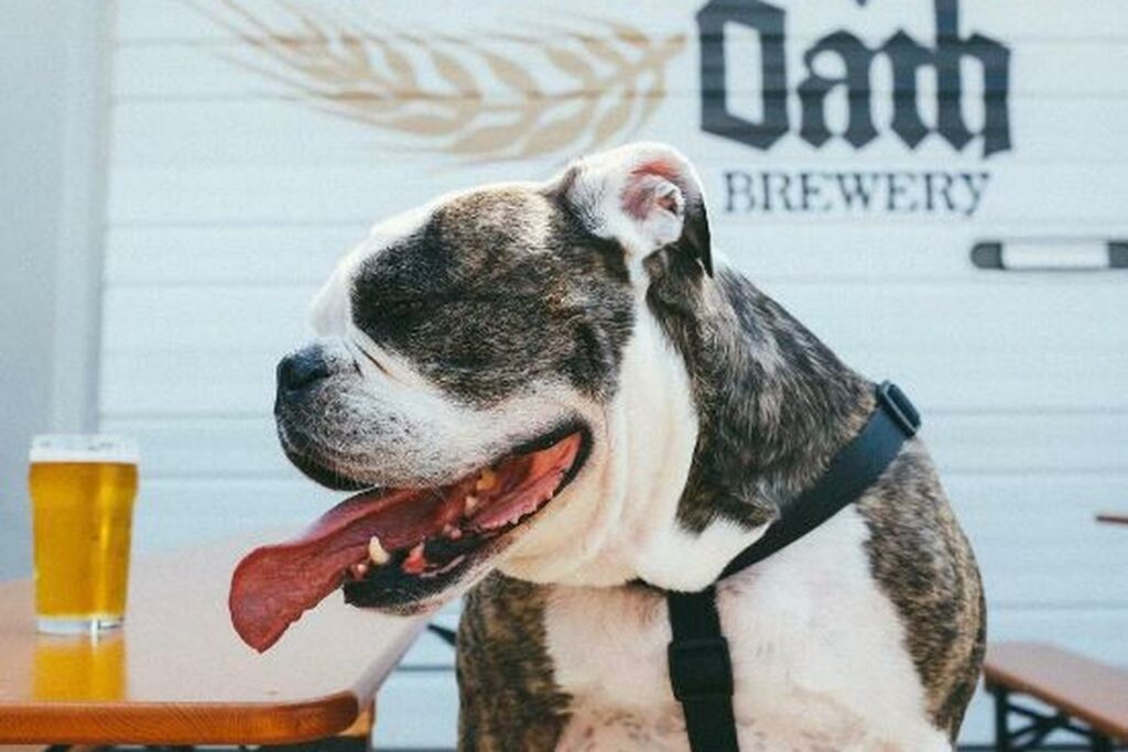 Growlers for Howlers A.D.O.P.T. Pet Shelter