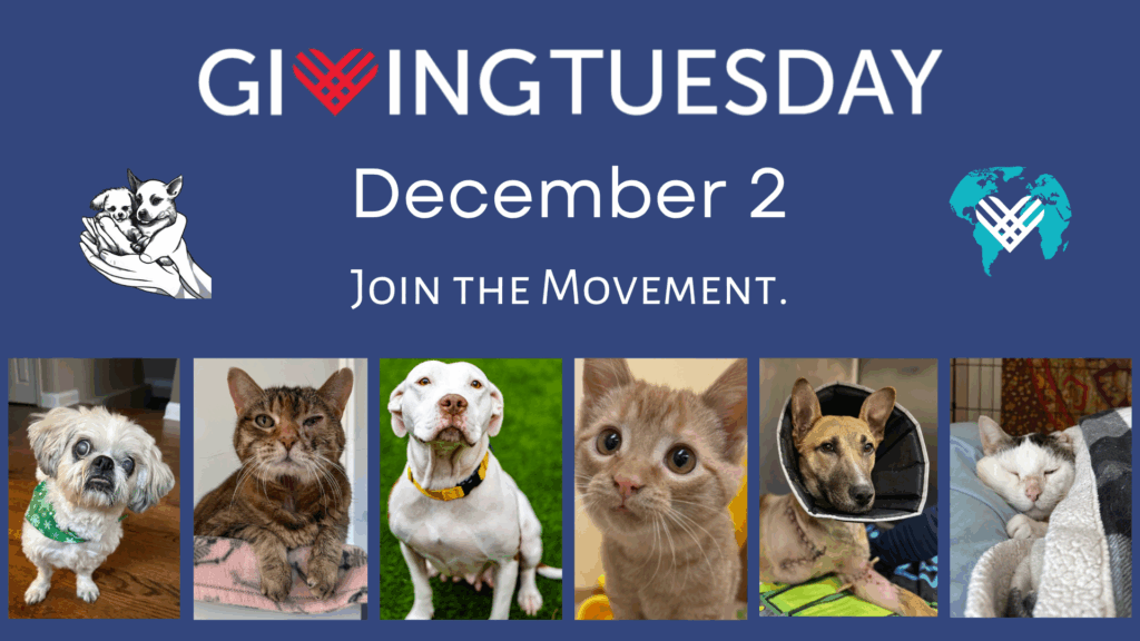 Copy of Cover Photo Giving Tues 2025 (1)