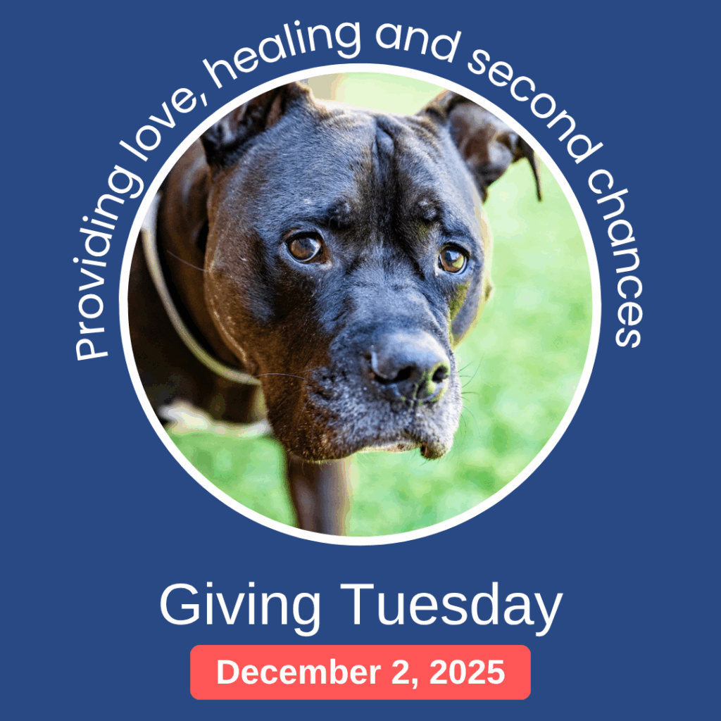 Dark Blue White Orange Simple Giving Tuesday Twibbon - RA474