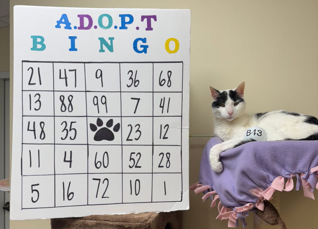 Sheldon Bingo