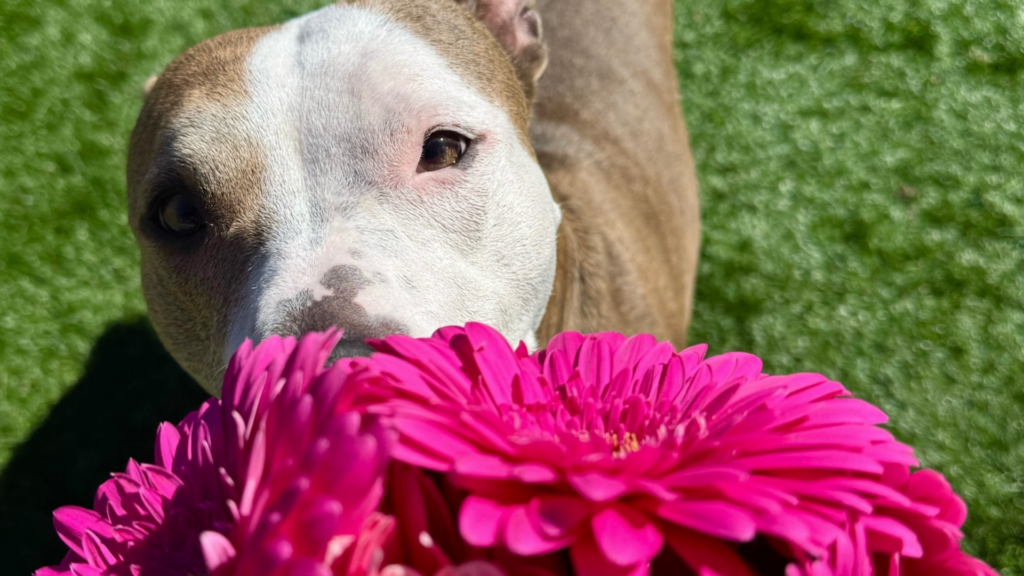 Cassidy Flowers WOrdpress