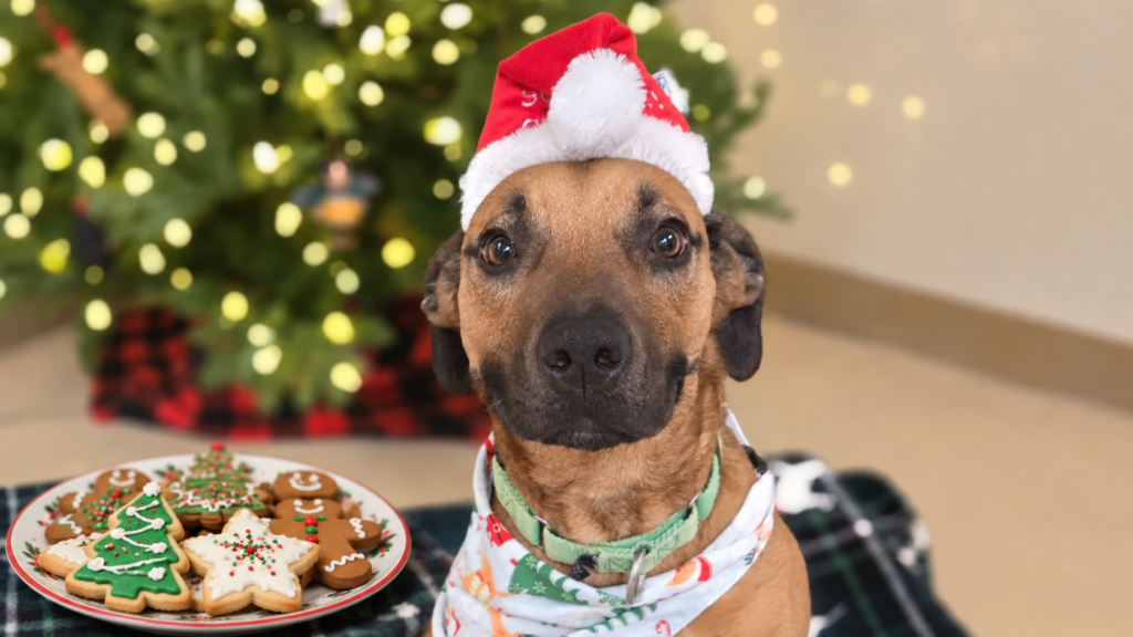 Christmas Cookies Beside a Festive Dog