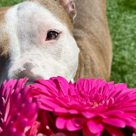 Cassidy Flowers WOrdpress