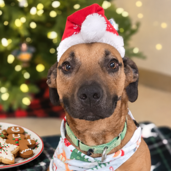 Christmas Cookies Beside a Festive Dog
