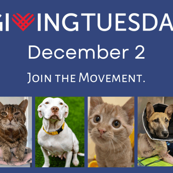 Copy of Cover Photo Giving Tues 2025 (1)