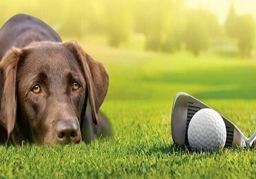 Dog-friendly-golfing-in-the-UK
