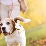 Dog walking in park Dog walking in park