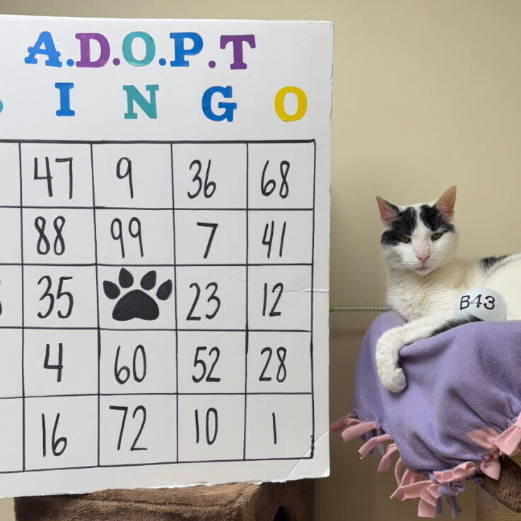 Sheldon Bingo