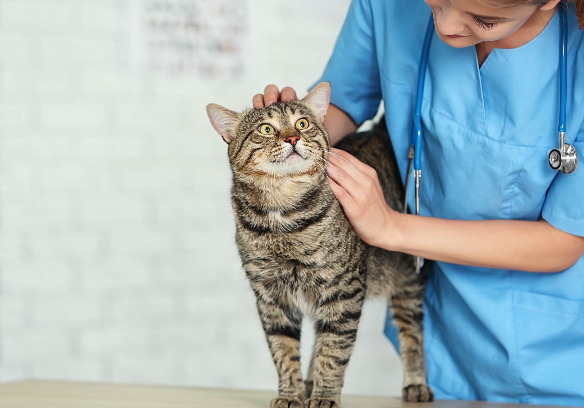 Veterinary with cat