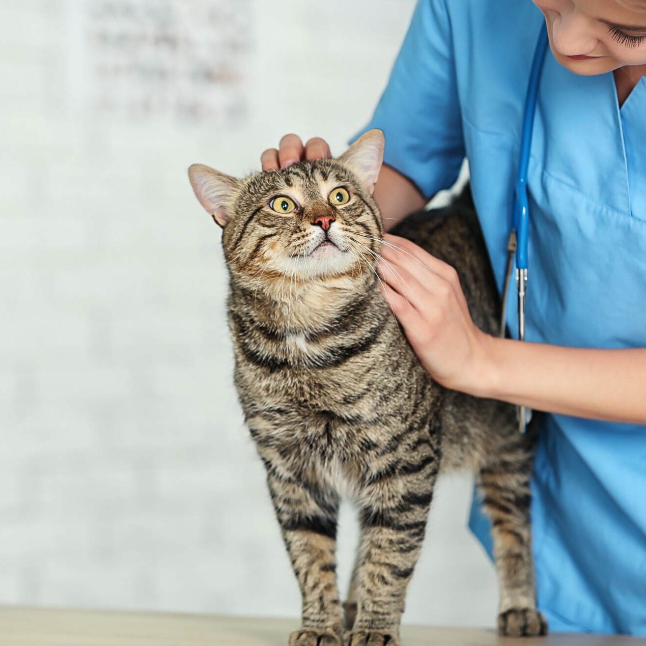 Veterinary with cat Veterinary with cat