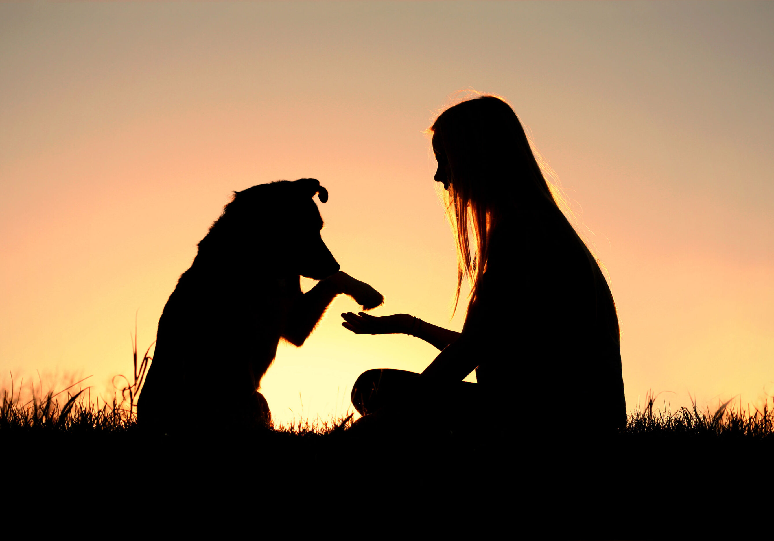 Dog and human playing