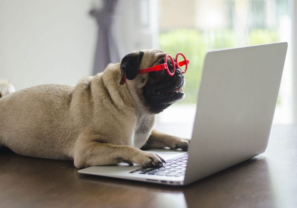 Dog using computer